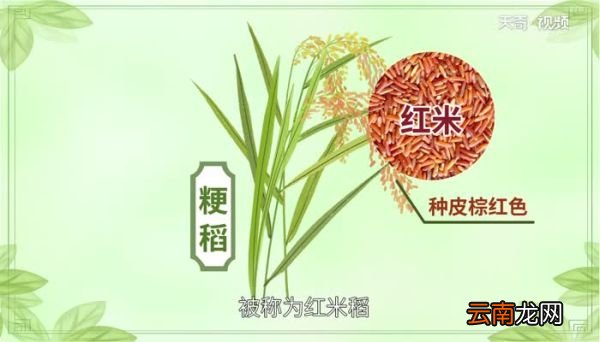 红米的功效与作用 红米的营养价值