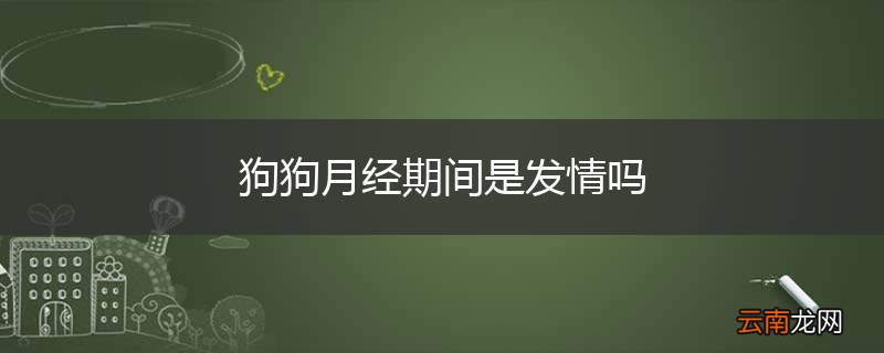 狗狗月经期间是发情吗