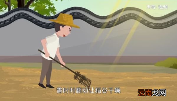 水稻种植的流程有哪些 水稻种植的流程