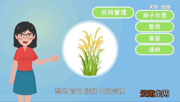 水稻种植的流程有哪些 水稻种植的流程