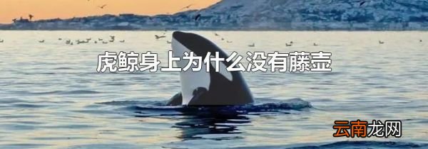 虎鲸身上为什么没有藤壶