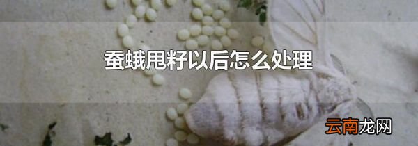 蚕蛾甩籽以后怎么处理