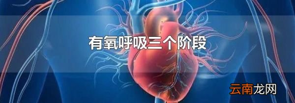 有氧呼吸三个阶段
