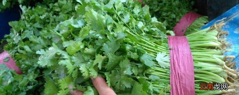 香菜冬天怎样保存不黄不烂