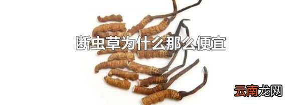 断虫草为什么那么便宜