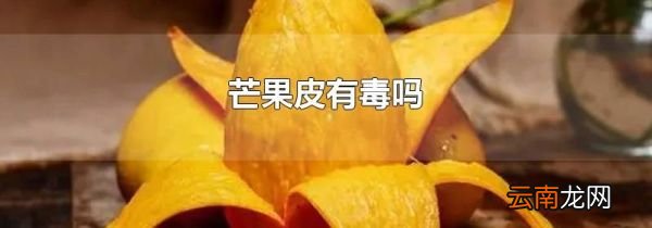 芒果皮有毒吗