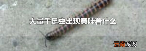 大量千足虫出现意味着什么