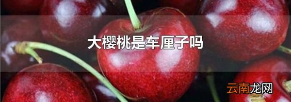 大樱桃是车厘子吗