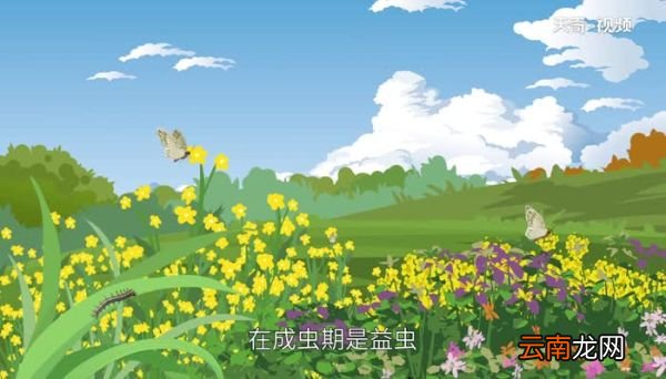 蝴蝶是益虫还是害虫 蝴蝶对环境有影响吗
