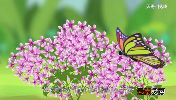 蝴蝶是益虫还是害虫 蝴蝶对环境有影响吗