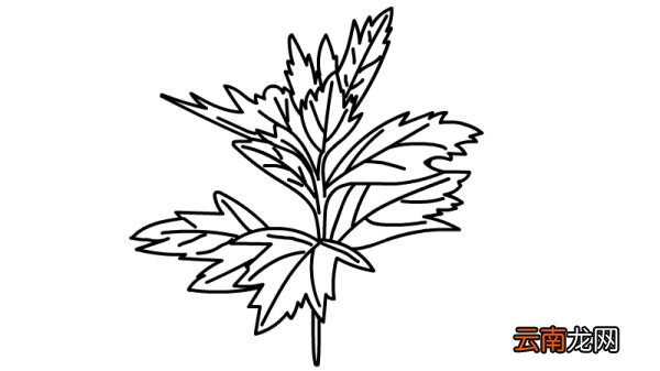 端午节艾草简笔画怎么画端午节艾草简笔画画法