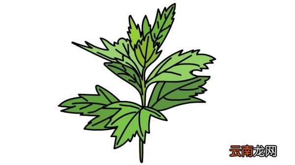 端午节艾草简笔画怎么画端午节艾草简笔画画法