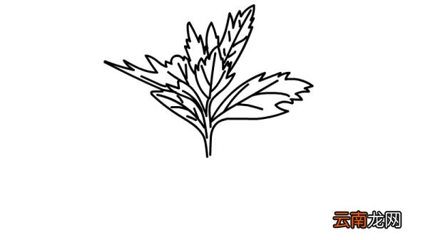 端午节艾草简笔画怎么画端午节艾草简笔画画法