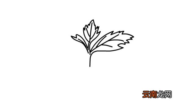 端午节艾草简笔画怎么画端午节艾草简笔画画法