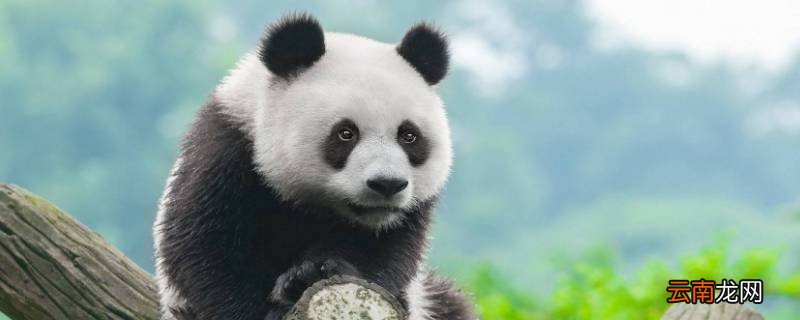 熊猫是什么科