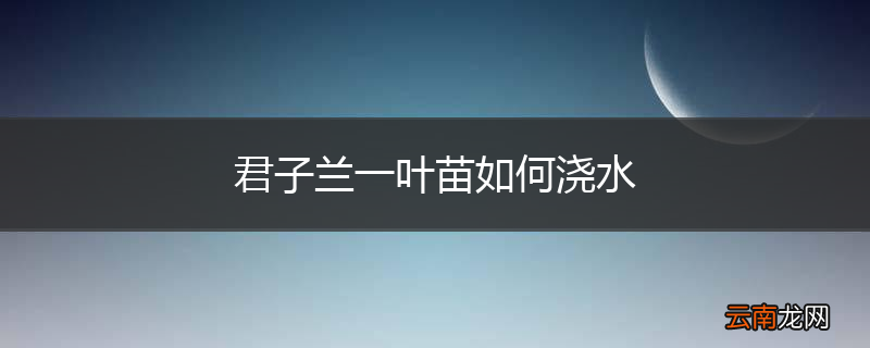 君子兰一叶苗如何浇水