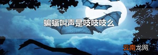 蝙蝠叫声是吱吱吱么