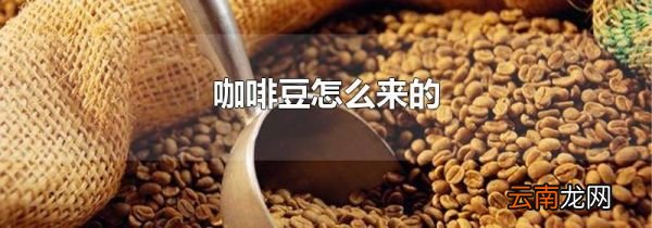 咖啡豆怎么来的