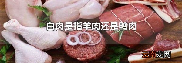 白肉是指羊肉还是鸭肉