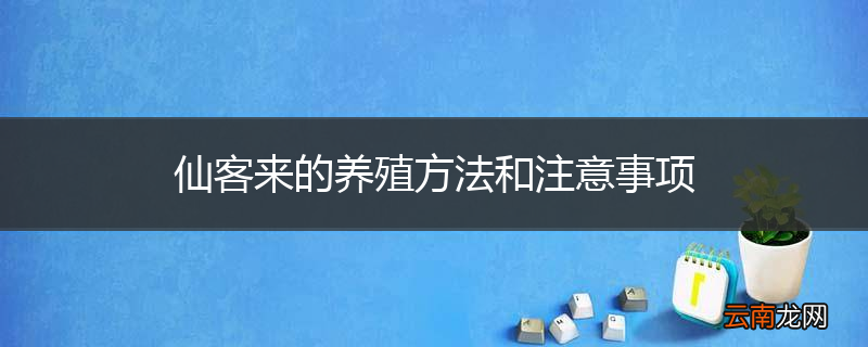 仙客来的养殖方法和注意事项