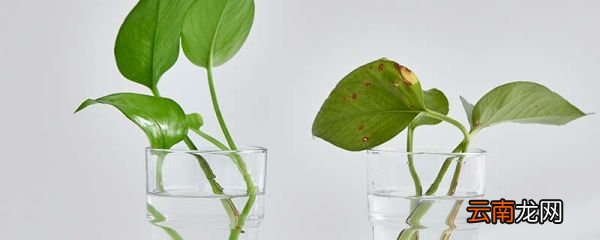绿萝有没有毒 绿萝叶子发黄是什么原因
