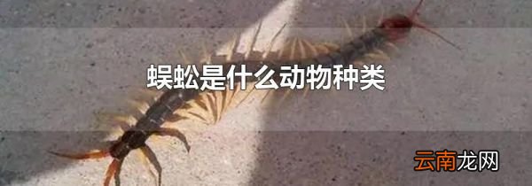 蜈蚣是什么动物种类