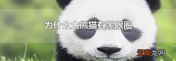 为什么大熊猫有黑眼圈