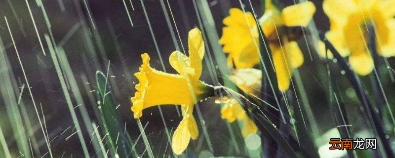 蒙蒙细雨牛毛细雨哪个雨量大