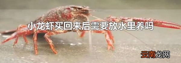 小龙虾买回来后需要放水里养吗