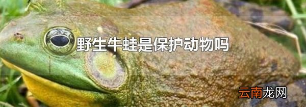 野生牛蛙是保护动物吗