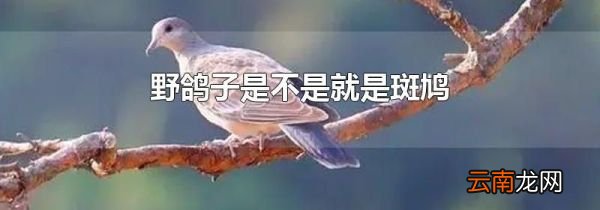 野鸽子是不是就是斑鸠