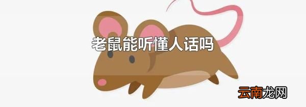老鼠能听懂人话吗