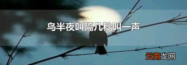 鸟半夜叫隔几秒叫一声