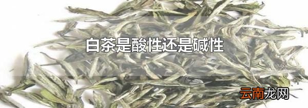 白茶是酸性还是碱性