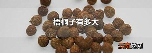 梧桐子有多大