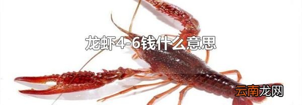 龙虾4-6钱什么意思