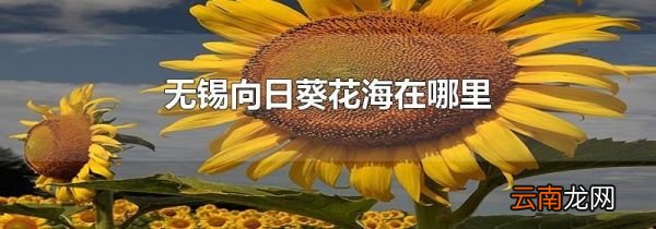 无锡向日葵花海在哪里