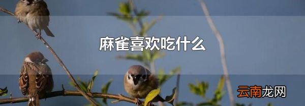 麻雀喜欢吃什么