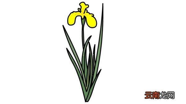端午节菖蒲简笔画画法端午节菖蒲简笔画步骤