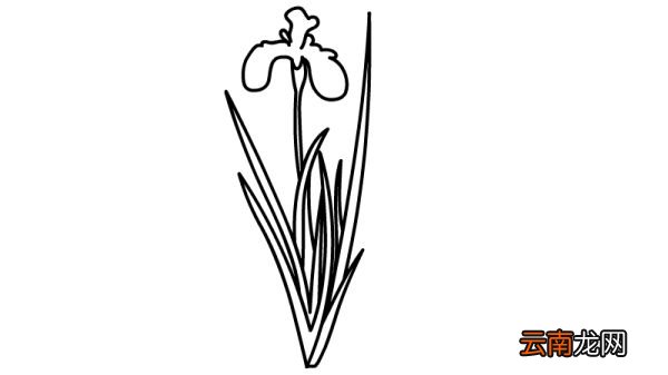 端午节菖蒲简笔画画法端午节菖蒲简笔画步骤