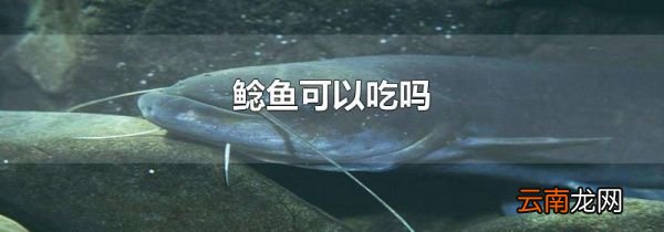 鲶鱼可以吃吗