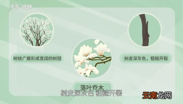 玉兰花是什么颜色 玉兰花是什么颜色的花