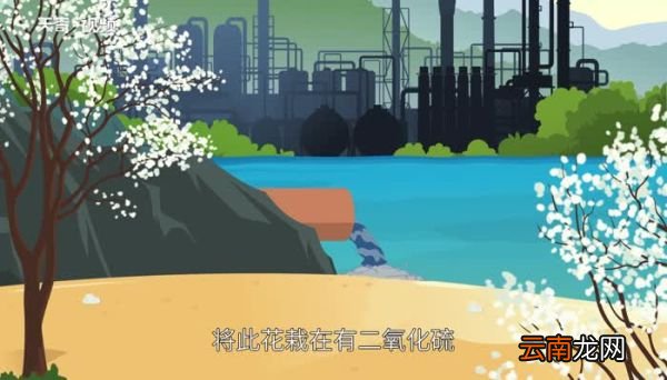 玉兰花是什么颜色 玉兰花是什么颜色的花