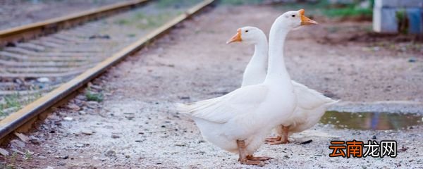 白鹅的主要内容概括 丰子恺的白鹅主要内容
