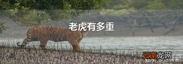 老虎有多重