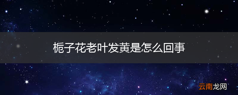 栀子花老叶发黄是怎么回事