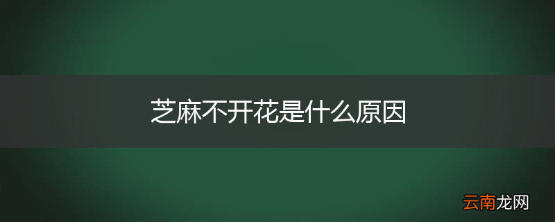 芝麻不开花是什么原因
