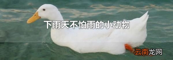 下雨天不怕雨的小动物