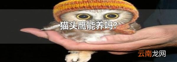 猫头鹰能养吗?