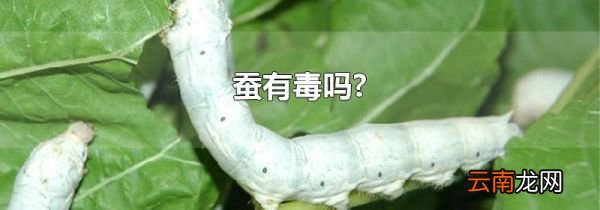 蚕有毒吗?